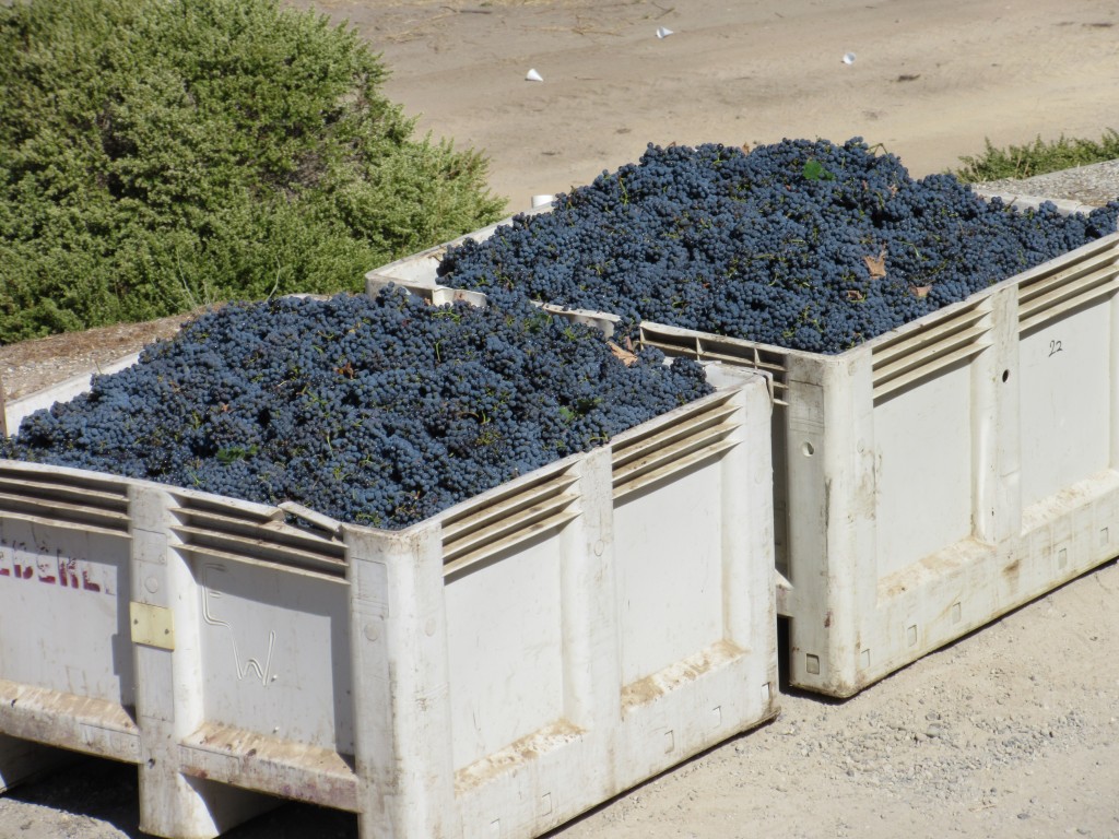 Picked grapes ready to be crushed